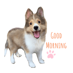 喜樂蒂-毛喜的冒險旅程