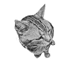 Cat pencil drawing