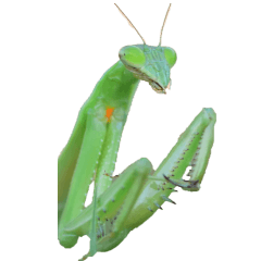 Mantis without wording-BIG