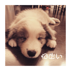 mochi_20200801204745