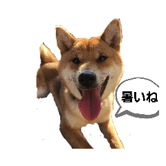 shiba inu shishimaru