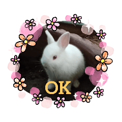 Ellie Rabbit