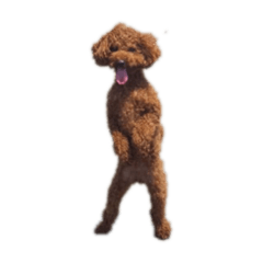 toy poodle kuu