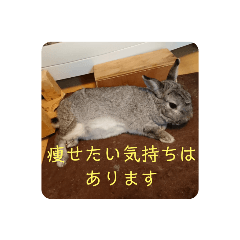 Sloppy rabbit-Japanese