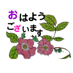 mie_mather's flowers