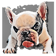 pied frenchie