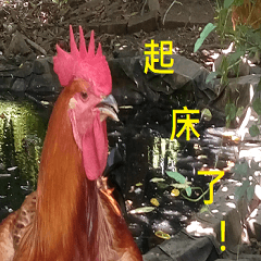 Rooster quotes