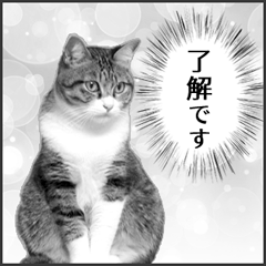 고양이 사진 스탬프2