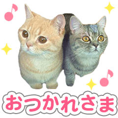 cat mugi and ao(1)
