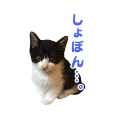 wasabi_20200802202054