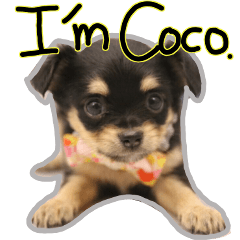 I'm Coco.
