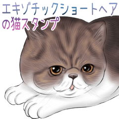 cat(Exotic short hair) Sticker