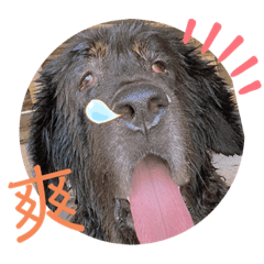 帥大飛 鴨子