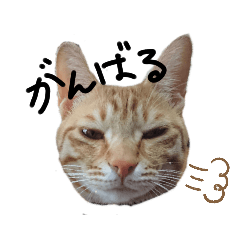 ringo_20200803205357