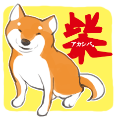 a dog called Japanese Shiba Inu