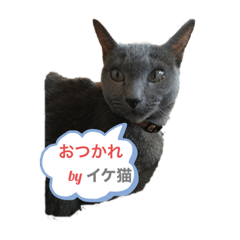 ohsha_20200804000340