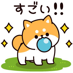Answer Shiba Dog 4