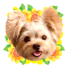 Cheerful Yorkshire terrier sticker