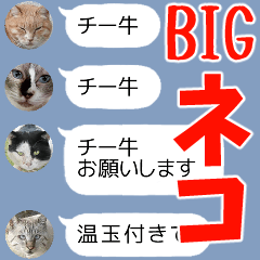Talking cats big sticker