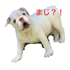 Cocoa_20200804204619