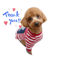 panda_20200805014511