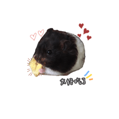 黑寶可愛鼠