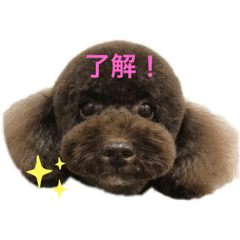 トイプードル Lineクリエイターズスタンプまとめ Stamplist