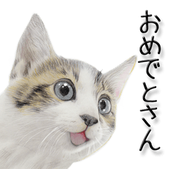 関西弁リアル猫3