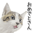 関西弁リアル猫3