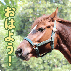 Horse Trekking Farm Miurakaigan Sticker