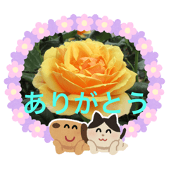 hana_20200805205203