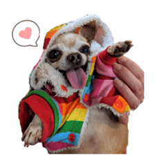 吉娃娃-傲嬌任性的快樂斑比feat.小吉、酷比