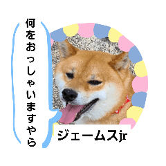 柴犬ジェームスjr.5