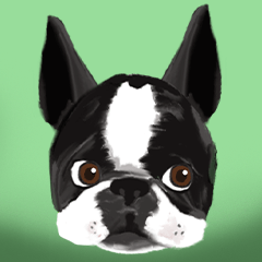 Bosteri TW_ Boston Terrier