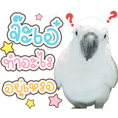 Ivy Cockatoo