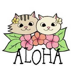 Hawaiian cats LOCO&MOCO