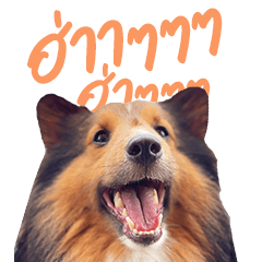 Online The Sheltie - V.1 Big Sticker