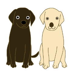 Labrador Retrievers' cute expressions 2