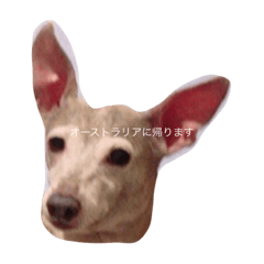 pochakooo