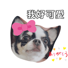 我是小可愛阿比2