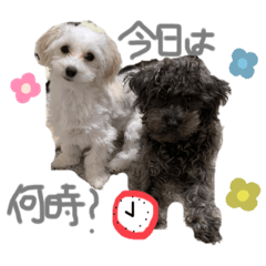 shirokuma_01