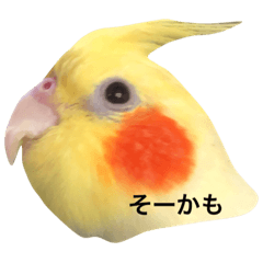 wasabi_20200807195225