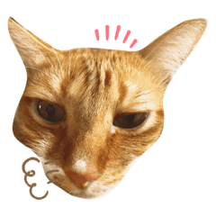 NileCat