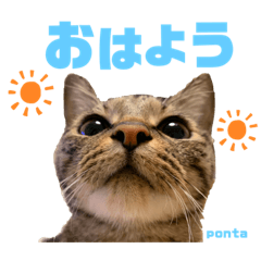 pon_cat_part2