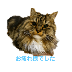 Saya_20200807194252