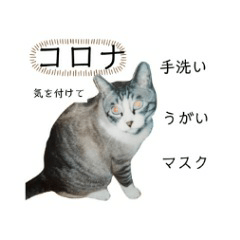 Kato-sanchinoneko