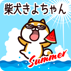 Shiba Kiyochan in Summer