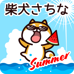 Shiba Sachina in Summer