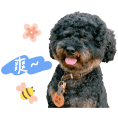 Allen狗日常第二彈