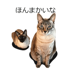 Frequently used words for Siamese cat-2